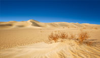 Desert 